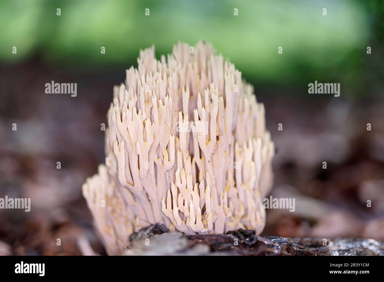 Ramaria stricta, connue sous le nom de corail droit, corail à branche stricte, champignons de corail Banque D'Images