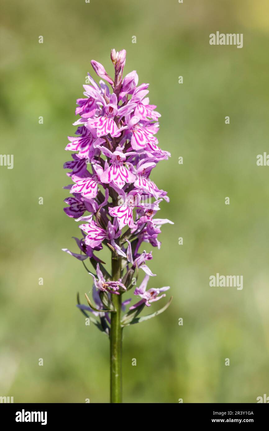 Dactylorhiza maculata, subsp. Fuchsii, connu sous le nom d'orchidée — free download