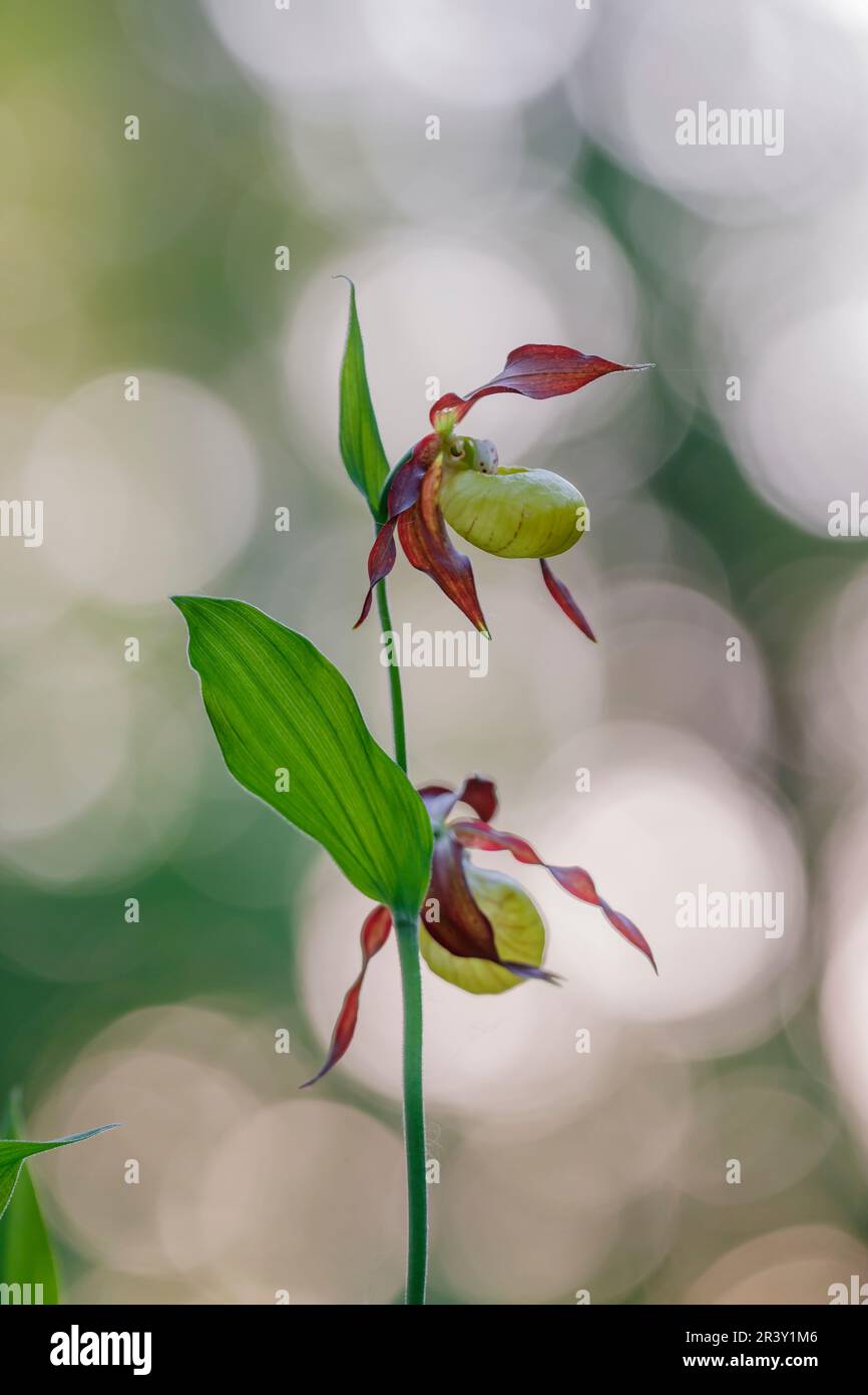 Cypripedium calceolus, connu sous le nom d'orchidée-slipper de Lady, orchidée-slipper de Lady Banque D'Images