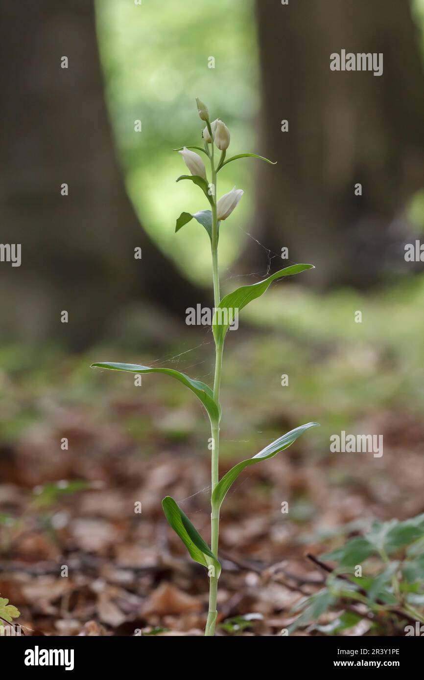 Cephalanthera damasonium, connu sous le nom d'helléborine blanche Banque D'Images