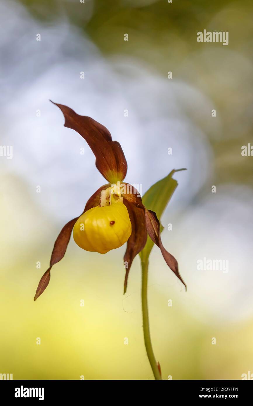 Cypripedium calceolus, connu sous le nom d'orchidée-slipper de Lady, orchidée-slipper de Lady Banque D'Images