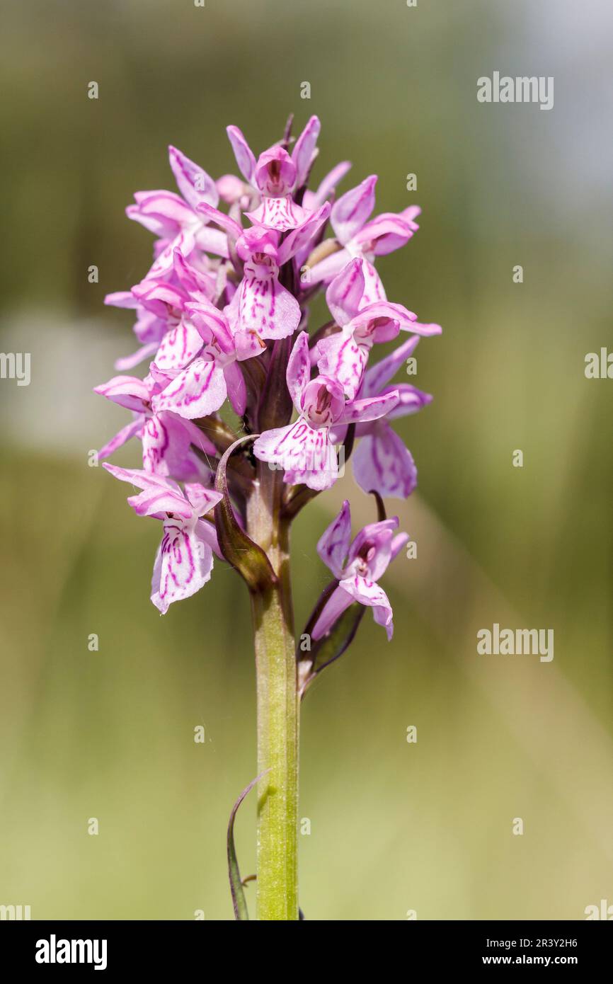 Dactylorhiza maculata, connue sous le nom d'Orchidée tachetée de Heath, Orchidée tachetée de Moorland, Orchidée tachetée Banque D'Images