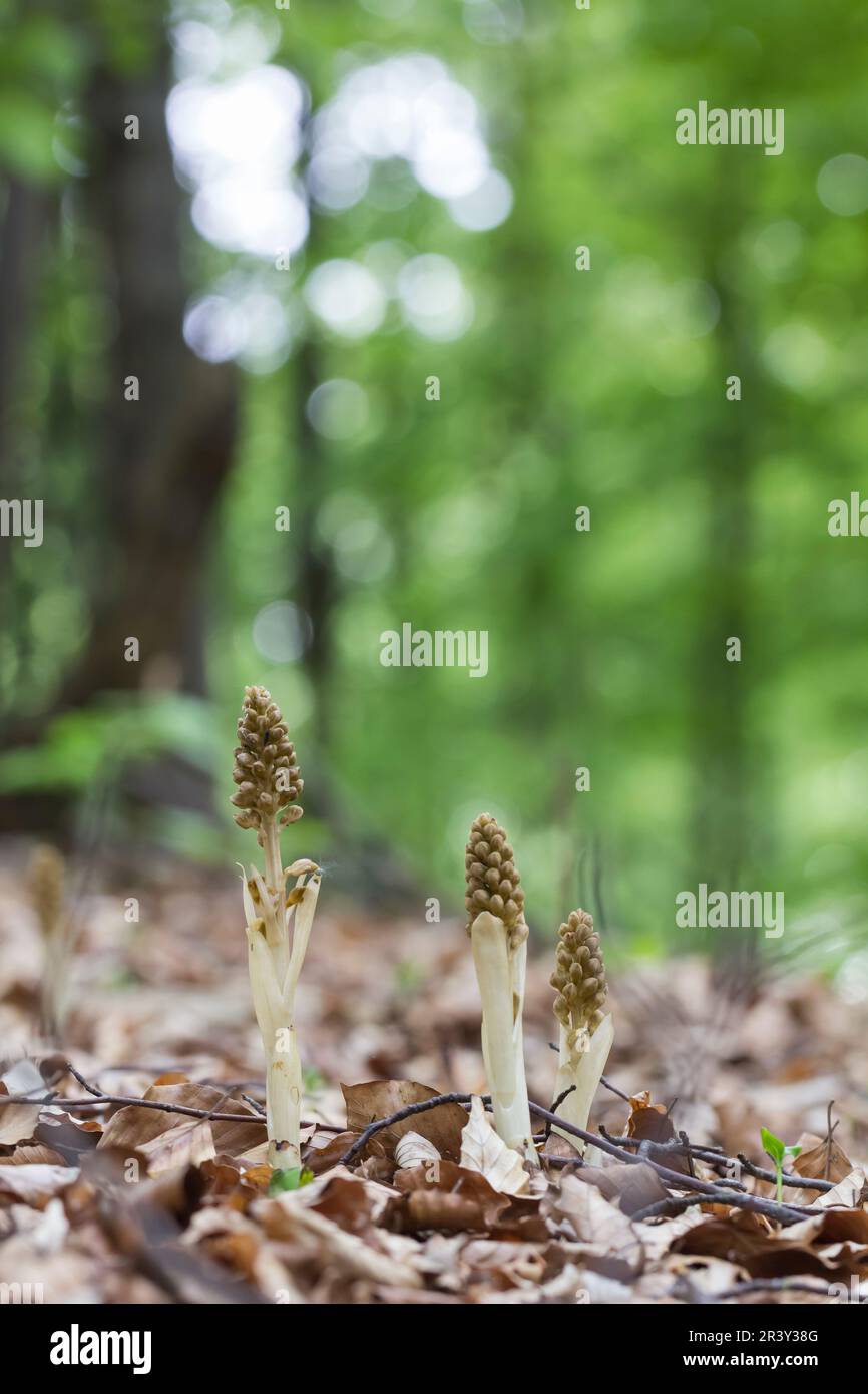 Neottia nidus-avis, connue sous le nom d'orchidée nid d'oiseau Banque D'Images
