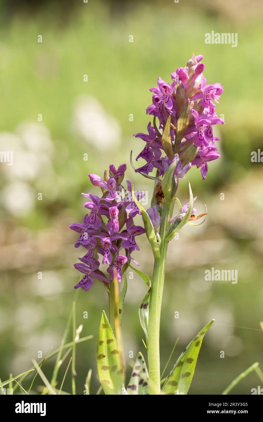 Dactylorhiza majalis, connu sous le nom d'orchidée de Marsh, orchidée de marais commun, orchidée de marais de l'Ouest Banque D'Images