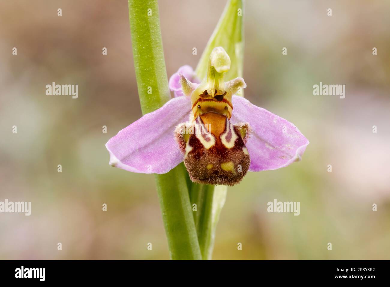 Ophrys apifera, connu sous le nom d'orchidée abeille Banque D'Images