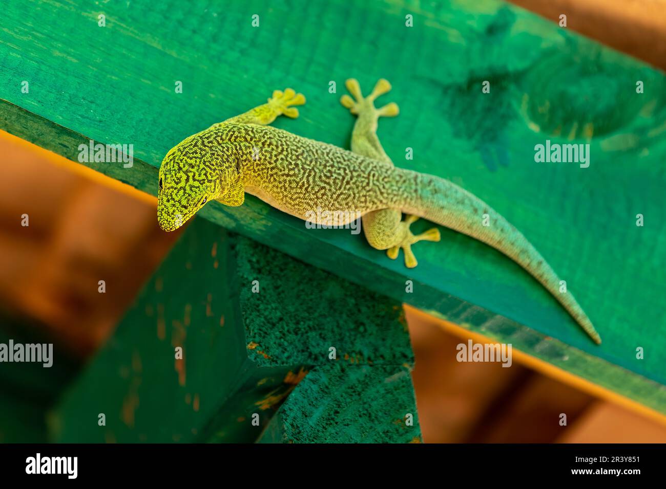 Journée debout gecko, Phelsuma standingi, Zombitse-Vohibasia, Madagascar Banque D'Images