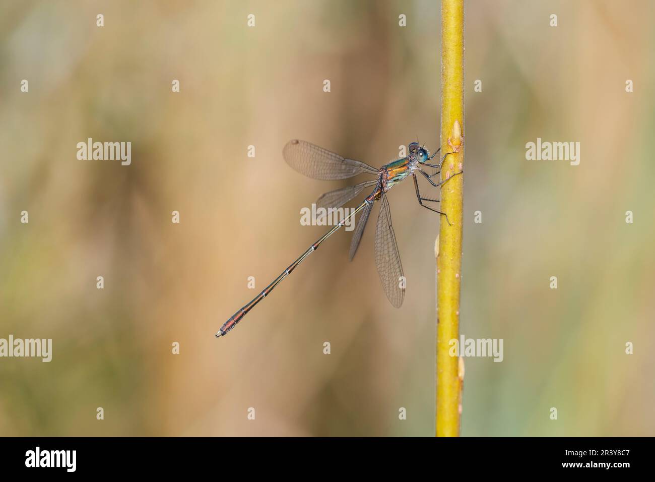 Chalcolestes viridis, connu sous le nom de damselfly vert émeraude, tartiner de saules de l'Ouest Banque D'Images