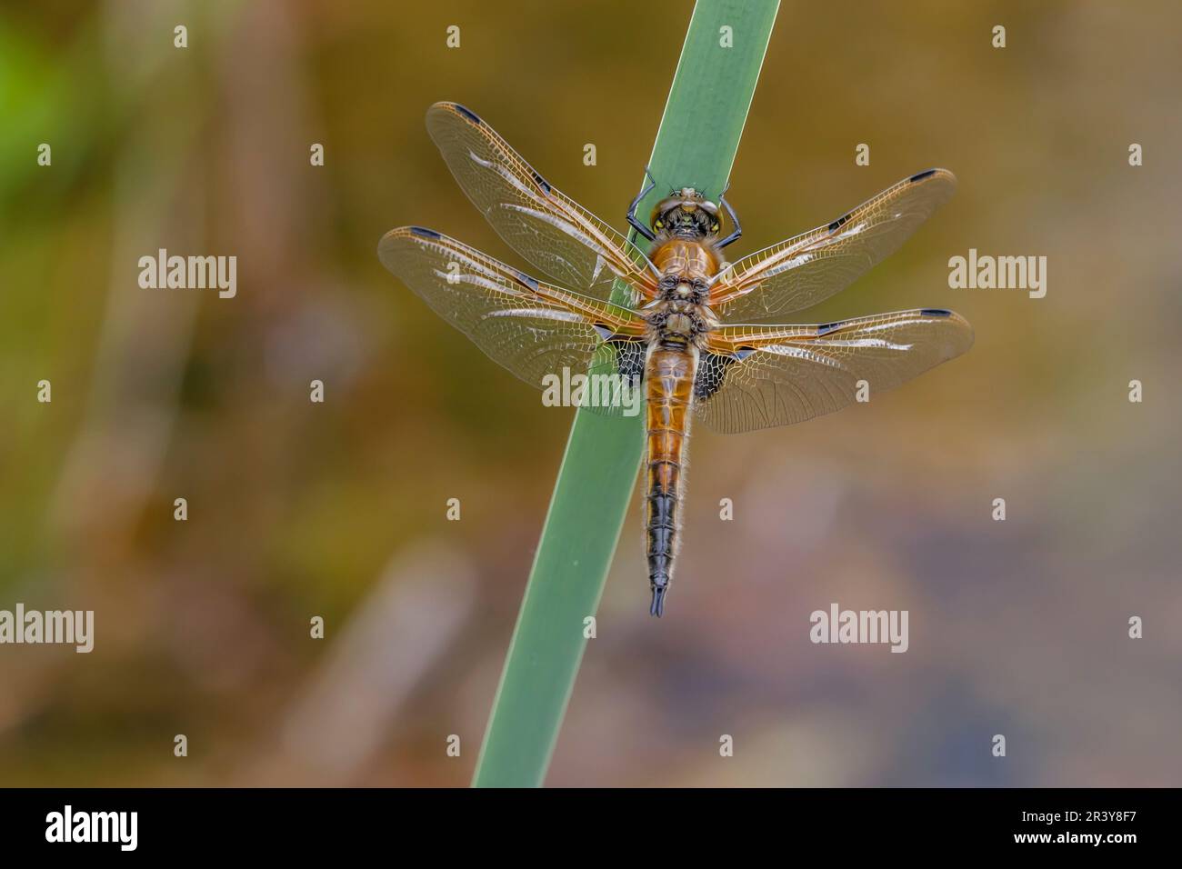 Libellula quadrimaculata, connue sous le nom de marouette à quatre points, écumoire à quatre points, marouette à quatre points Banque D'Images