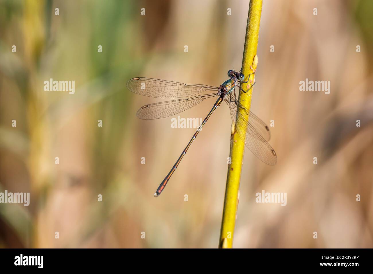 Chalcolestes viridis, connu sous le nom de damselfly vert émeraude, tartiner de saules de l'Ouest Banque D'Images
