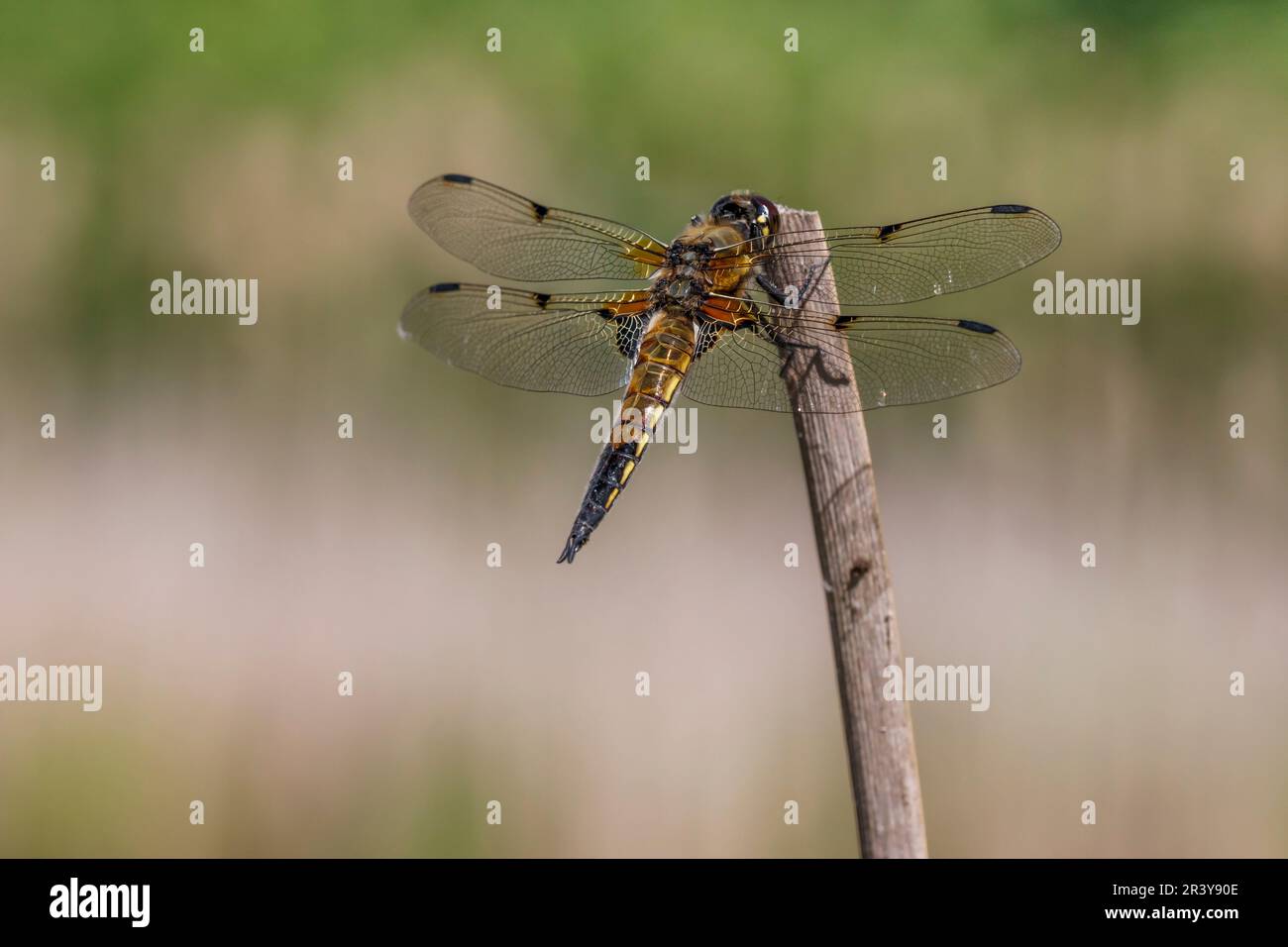 Libellula quadrimaculata, connue sous le nom de marouette à quatre points, écumoire à quatre points, marouette à quatre points Banque D'Images