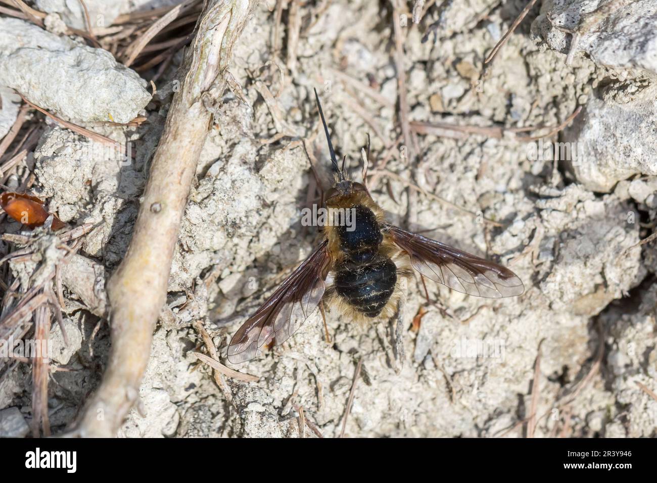 Bombylius Major, connu sous le nom de grande mouche d'abeille, grande mouche d'abeille, mouche d'abeille à bord foncé Banque D'Images