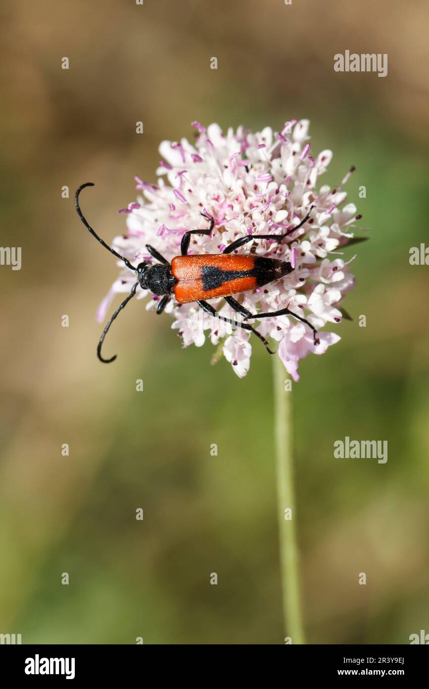 Stiptoleptura cordigera, longicorne, longicorne, longicorne Banque D'Images