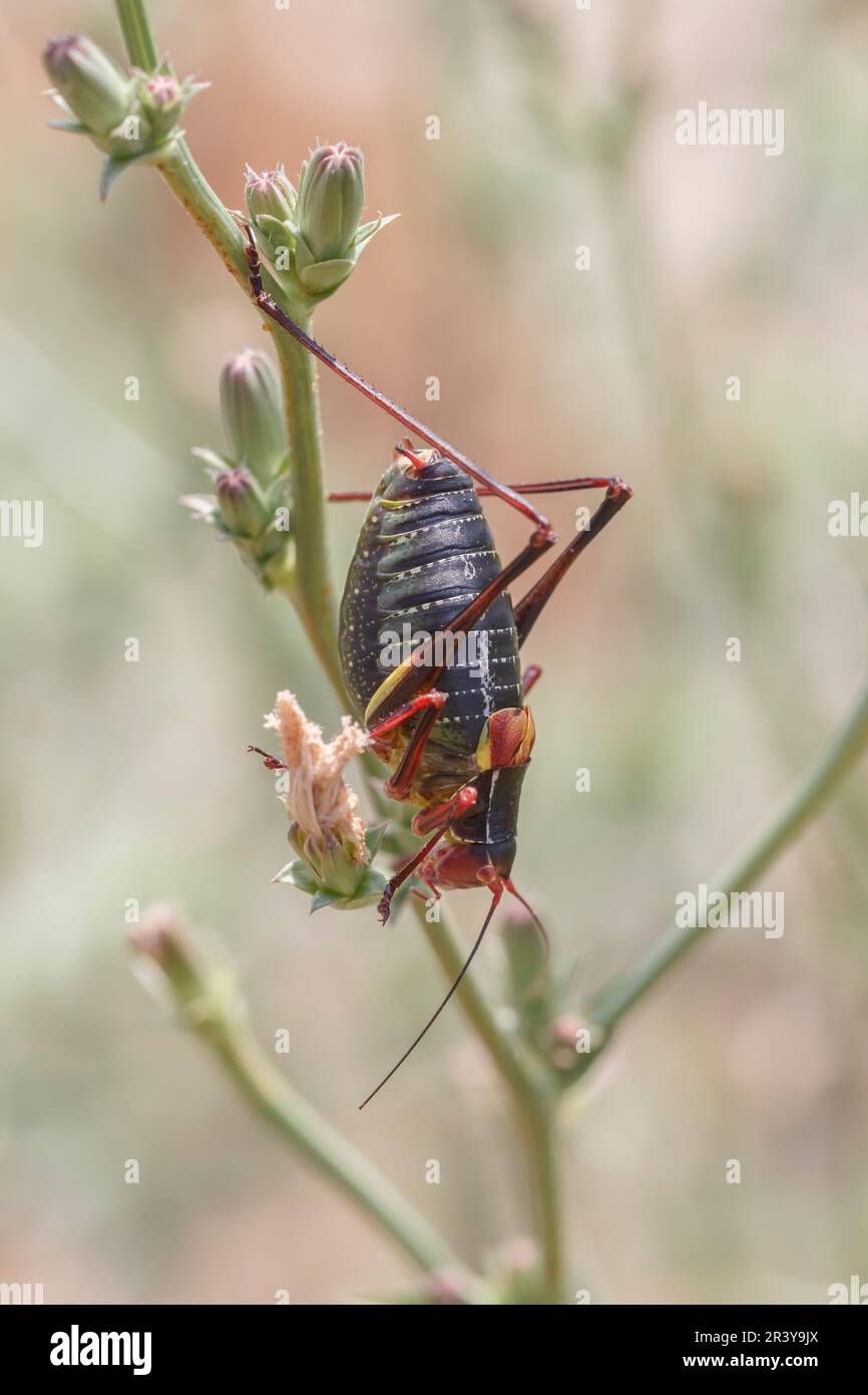 Barbitistes fischeri, connu sous le nom de buisson-cricket, sauterelle à longues cornes Banque D'Images