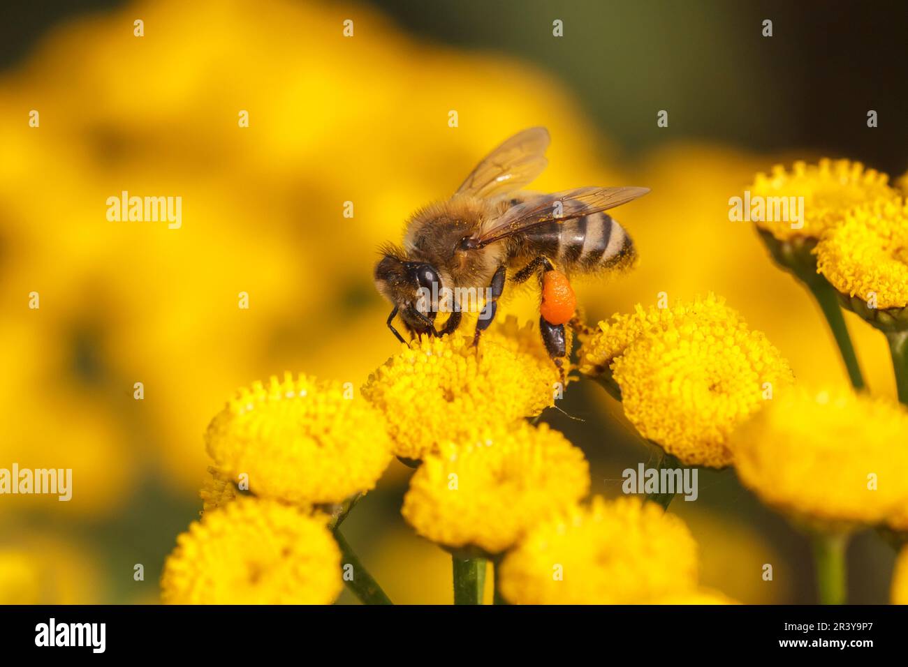 APIs mellifera, connu sous le nom de Honeybee (abeille occidentale), abeille européenne, abeille occidentale Banque D'Images