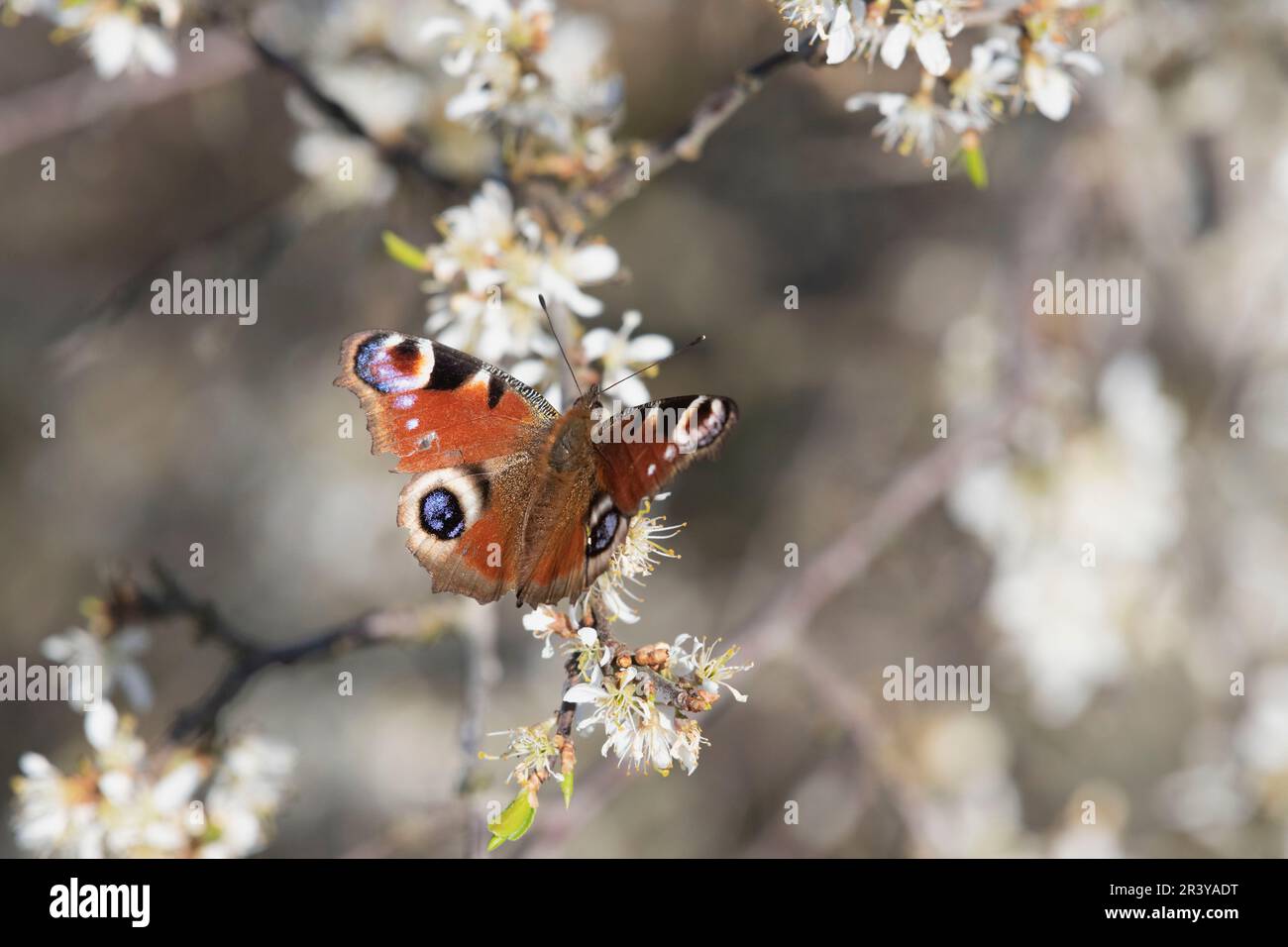 Un papillon européen de paon (Aglais IO) se nourrissant de Blackthorn, ou sloe, fleurs (Prunus Spinosa) en avril Sunshine Banque D'Images