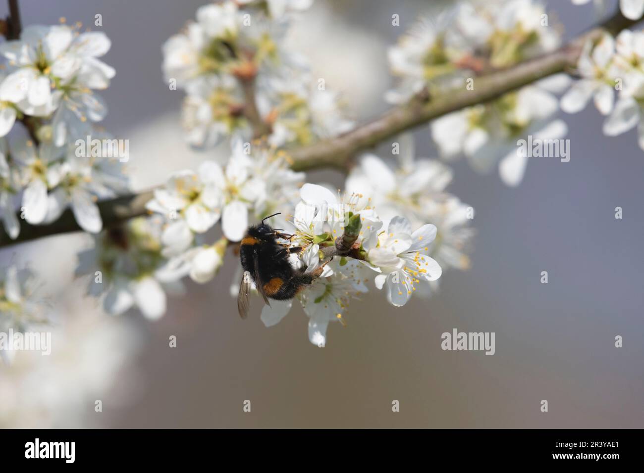Un bourdon à queue de Buff (Bombus Terrestris) qui fourrasse sur le Blossom d'arbre de Damson (Prunus insititia) en avril Sunshine Banque D'Images