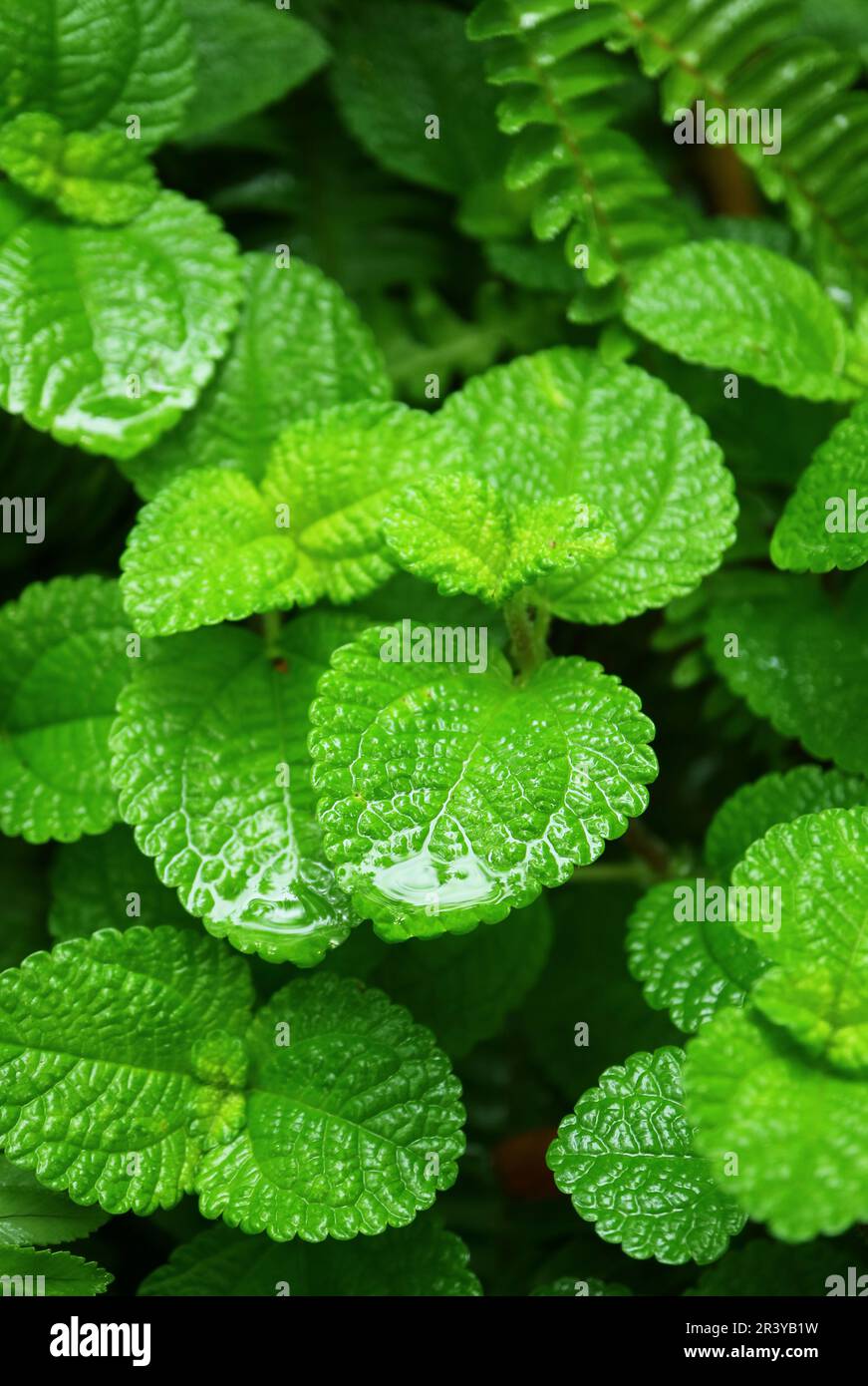 Gros plan sur le feuillage de menthe verte après la pluie Banque D'Images