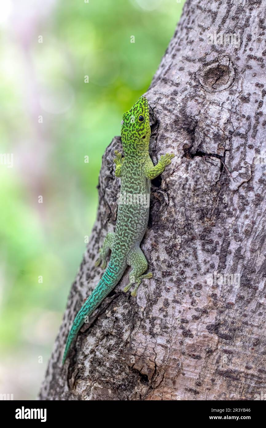 Journée debout gecko, Phelsuma standingi, Zombitse-Vohibasia, Madagascar Banque D'Images