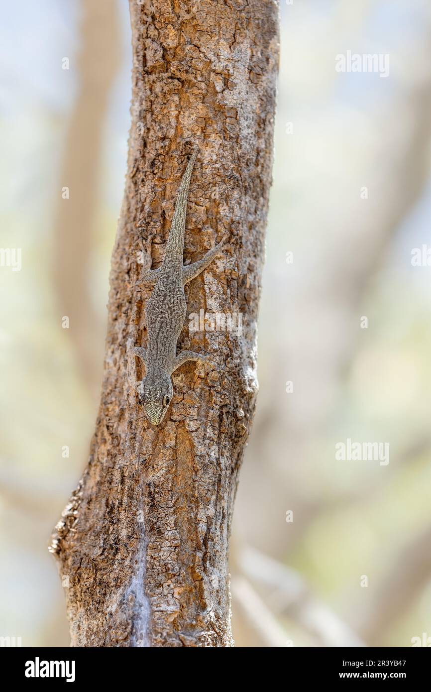 Thicktail day gecko, Phelsuma mutabilis - femelle, Arboretum d'Antsokay, Madagascar faune Banque D'Images