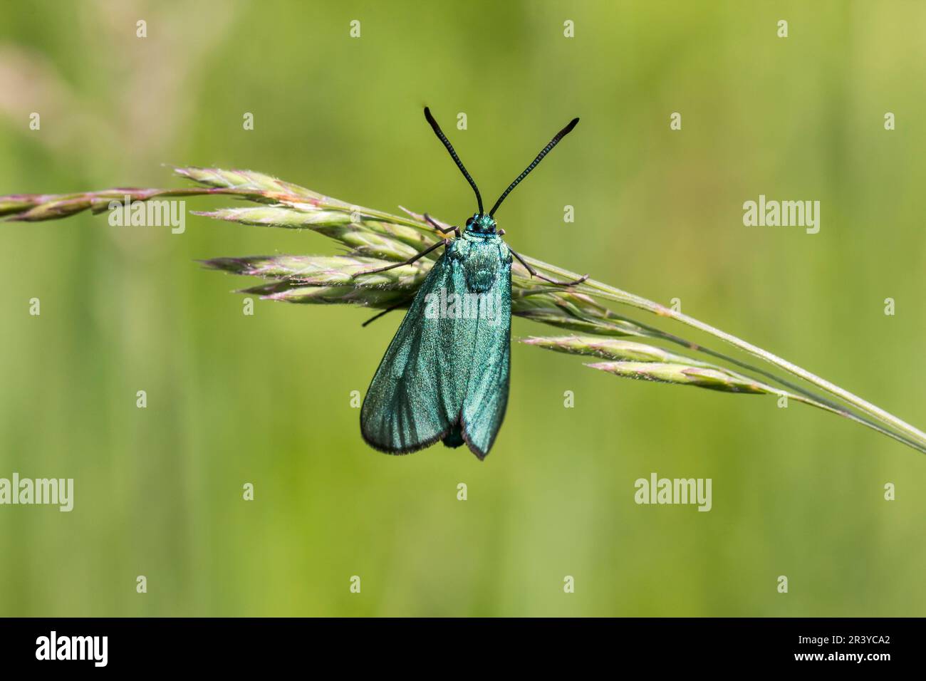 Adscita stattex, syn. Procris statices, connu sous le nom de Green Forester, Forester, Moth Banque D'Images