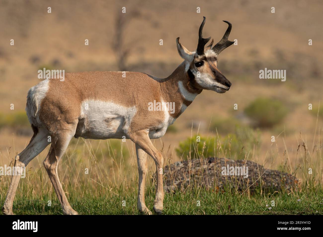 Pronghorn marchant dans un champ Banque D'Images