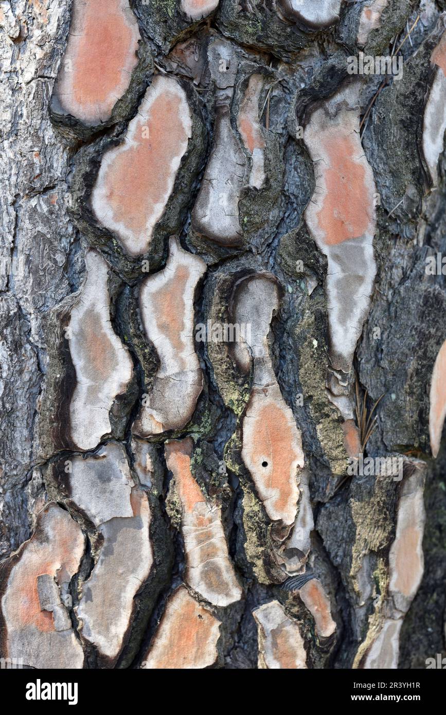 Motif d'écorce du pin méditerranéen, Pinus pinea, alias PIN de pierre ou PIN de pierre méditerranéenne Banque D'Images
