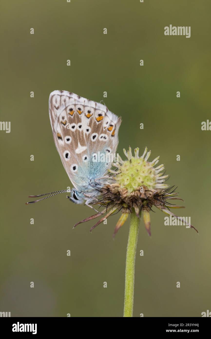 Lysandra coridon, syn. Polyommatus cordidon (mâle), connu sous le nom de Chalkhill Blue Butterfly Banque D'Images