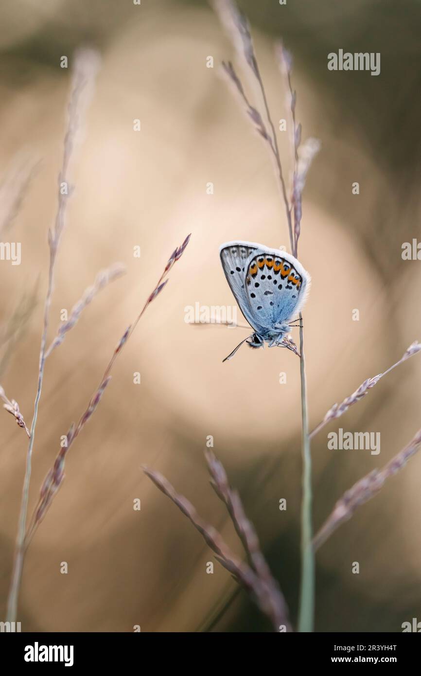 Plebejus argus, connu sous le nom de bleu argenté (papillon mâle d'Allemagne) Banque D'Images