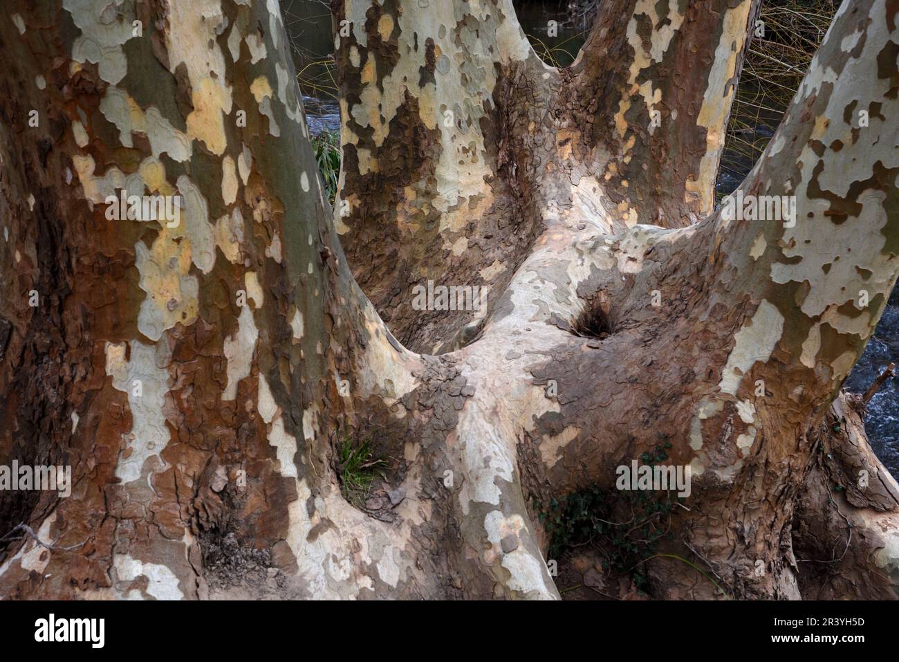 Grand arbre d'avion hybride, espèce Platanus, avec tronc d'arbre quadruple et motif de Bark caractéristique Banque D'Images