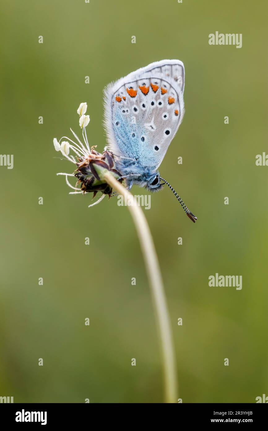 Polyommatus icarus (papillon mâle) connu sous le nom de papillon bleu commun, bleu commun Banque D'Images
