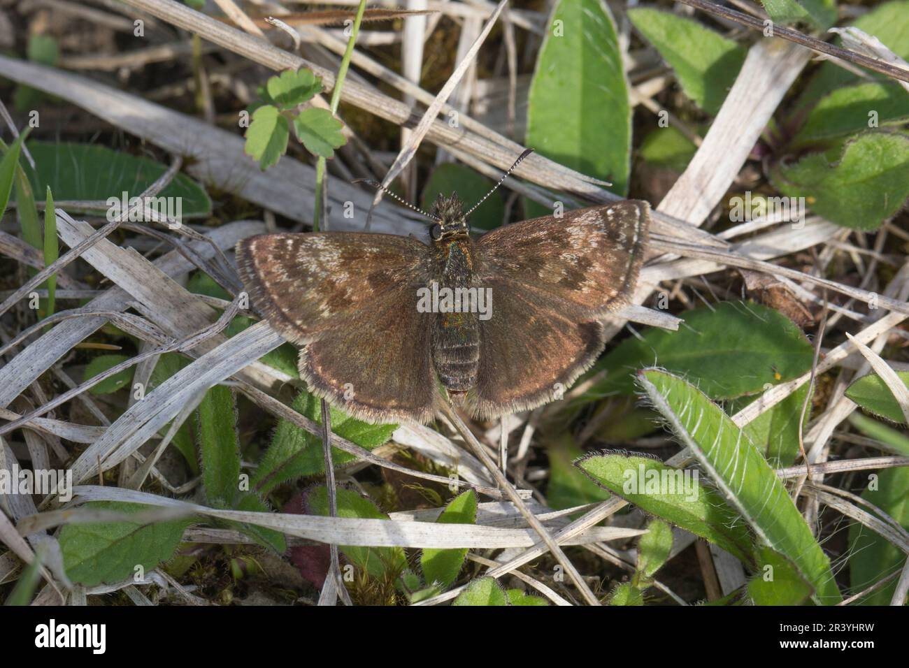 Erynnis tages, connu sous le nom de skipper dingy Banque D'Images