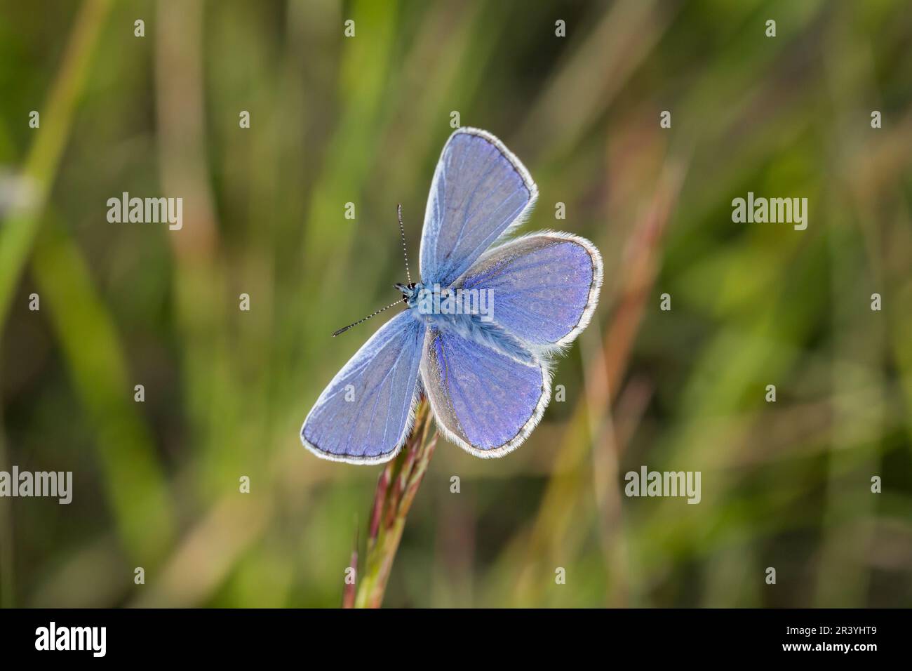 Polyommatus icarus (papillon mâle) connu sous le nom de papillon bleu commun, bleu commun Banque D'Images