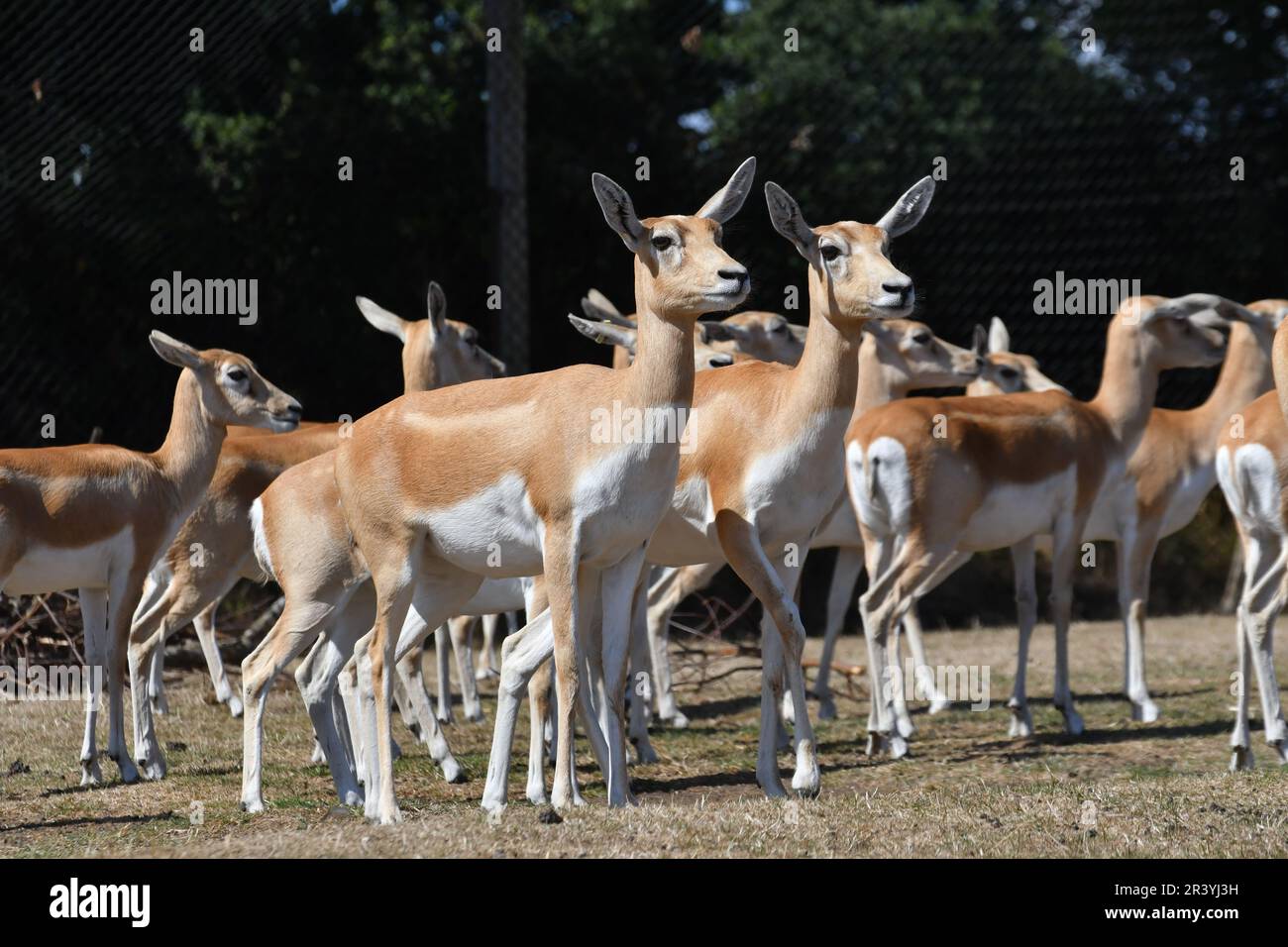 Deer sur la route safari à West Midlands Safari Park, Bewdley, Worcestershire, Royaume-Uni Banque D'Images