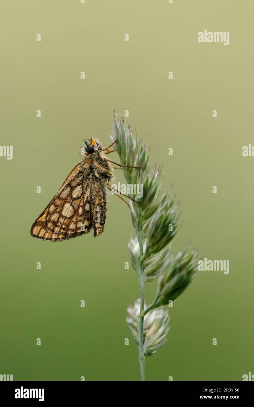 Carterocephalus palaemon, connu sous le nom de papillon à damiers Banque D'Images