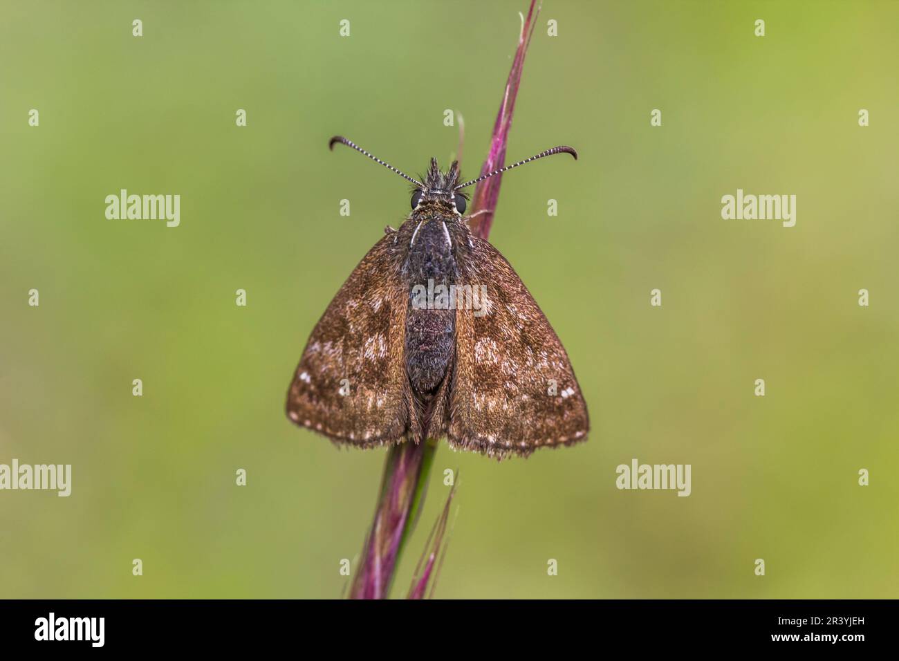 Erynnis tages, connu sous le nom de skipper dingy Banque D'Images