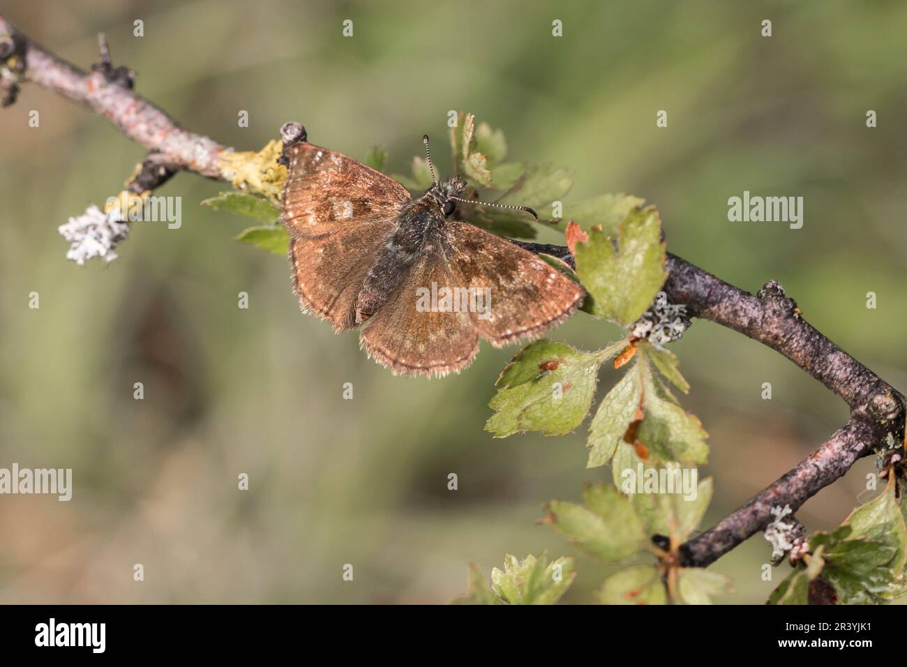 Erynnis tages, connu sous le nom de skipper dingy Banque D'Images