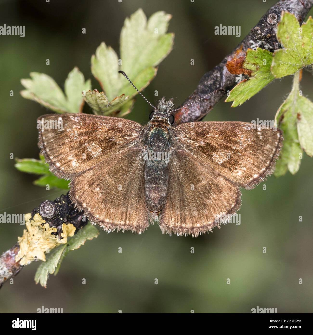 Erynnis tages, connu sous le nom de skipper dingy Banque D'Images