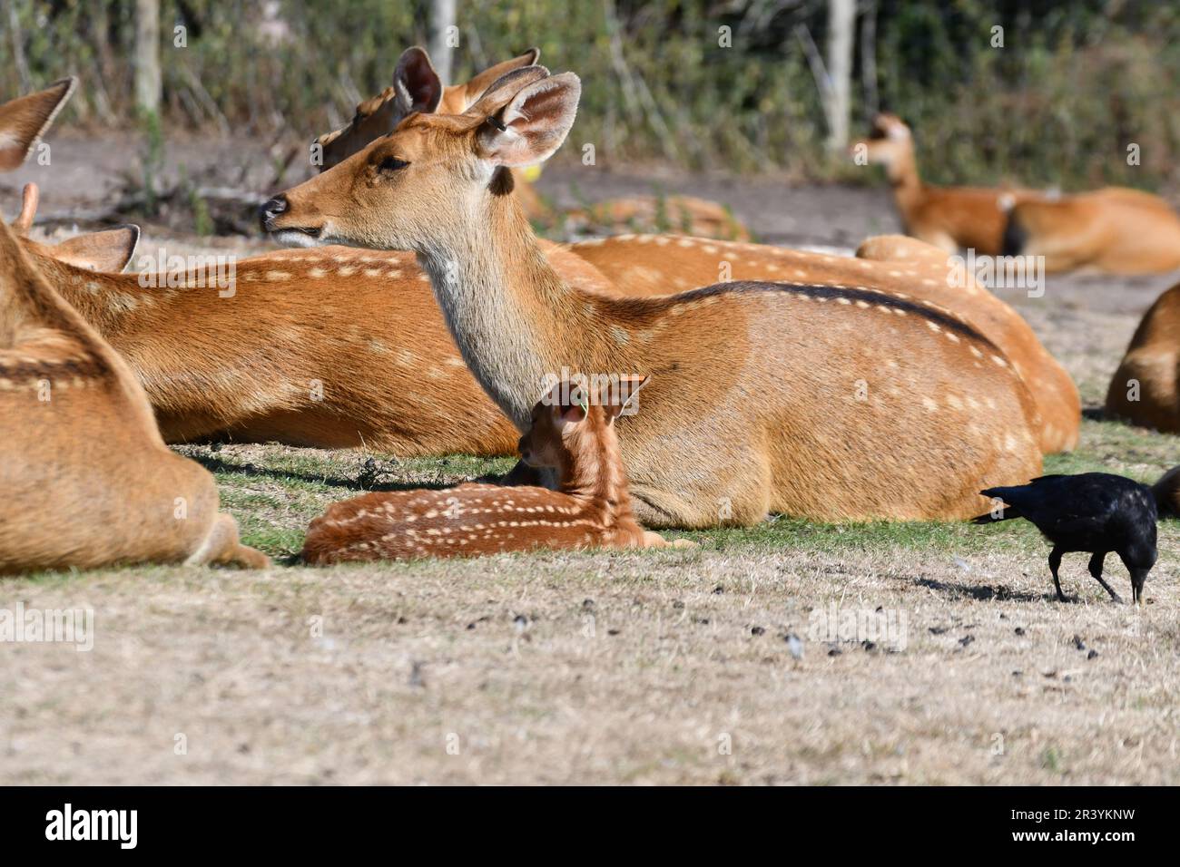 Deer à West Midlands Safari Park, Bewdley, Worcestershire, Royaume-Uni Banque D'Images