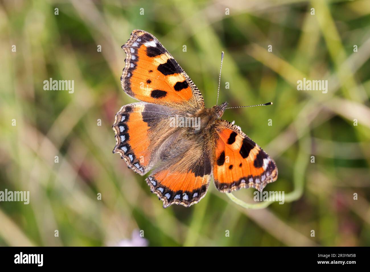 Aglais urticae, syn. Nymphalis urticae, connu sous le nom de petit papillon tortoiseshell Banque D'Images