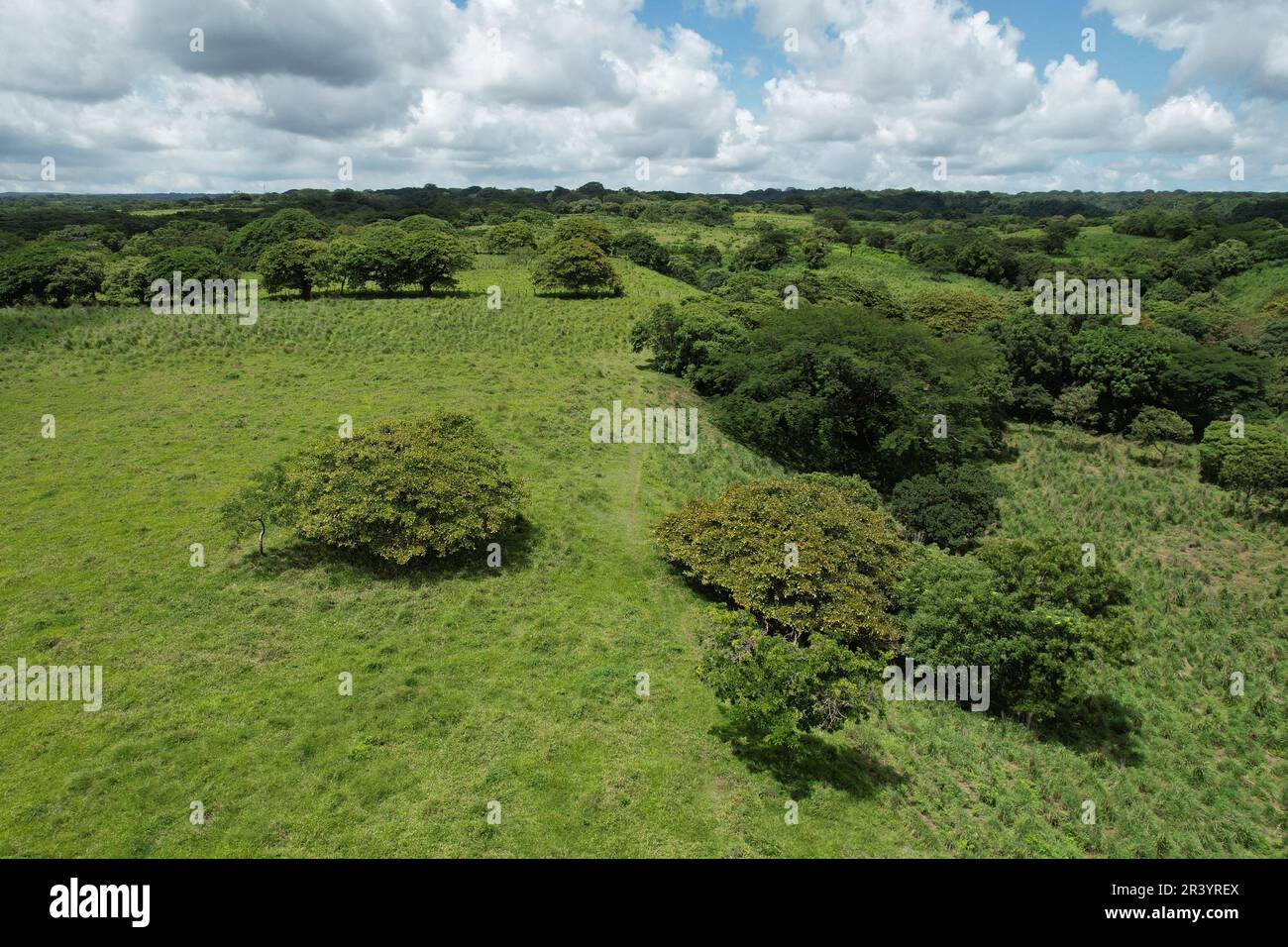 Champ vert avec arbres sur fond tropical vue aérienne de drone Banque D'Images