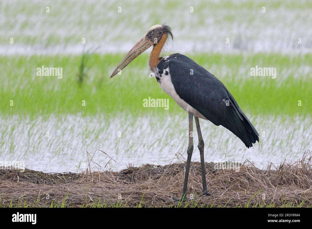 Adjudant moins élevé (Leptoptilos javanicus) dans le rizières, Malaisie Banque D'Images