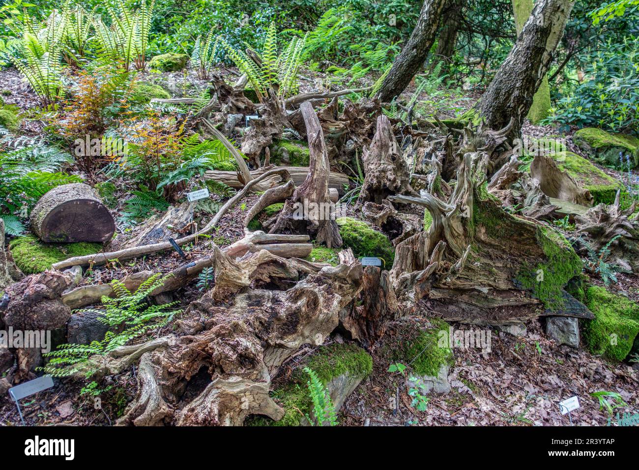 Stumpery,Rock Garden,The Himalayan Garden,Riverhill,Sevenoaks,Kent, Banque D'Images