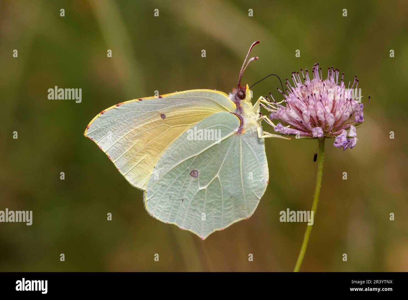 Gonepteryx cleopatra, papillon mâle, connu sous le nom de Cleopatra et de papillon Cleopatra Banque D'Images