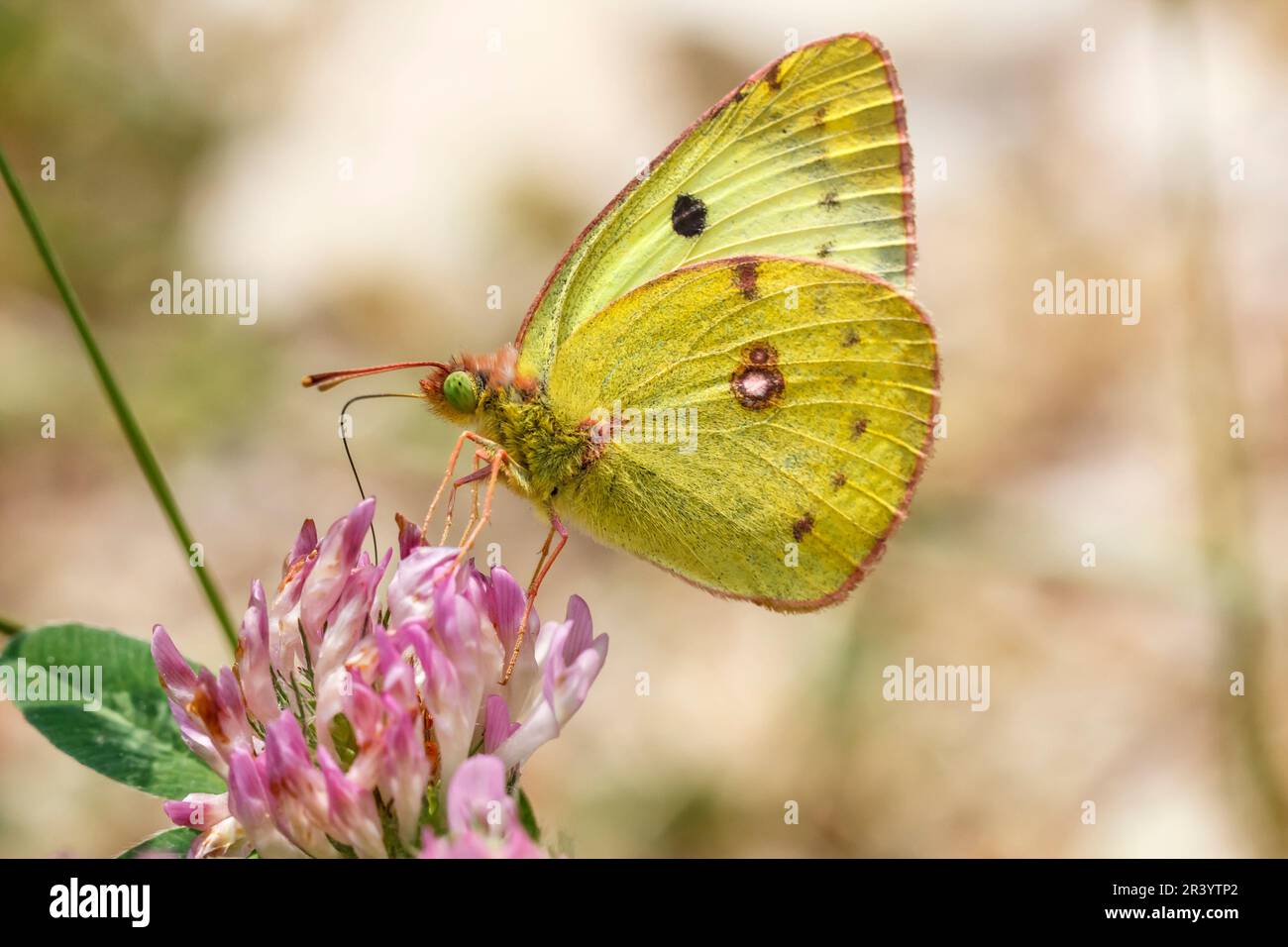 Colias croceus, syn. Colias crocea, connu sous le nom de jaune foncé, jaune commun Banque D'Images