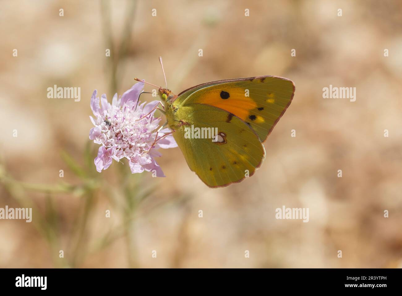 Colias croceus, syn. Colias crocea, connu sous le nom de jaune foncé, jaune commun, femelle Banque D'Images