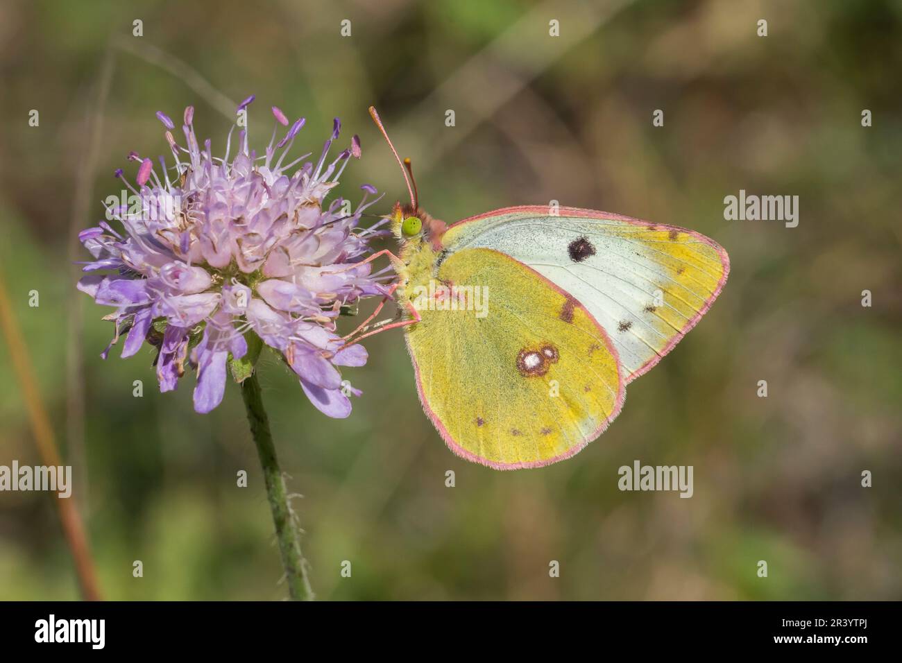 Colias alfatariensis, syn. Colias australis, connu sous le nom de Bergers papillon jaune obscurci Banque D'Images
