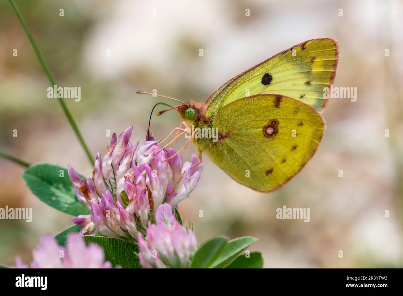 Colias croceus, syn. Colias crocea, connu sous le nom de jaune foncé, jaune commun Banque D'Images