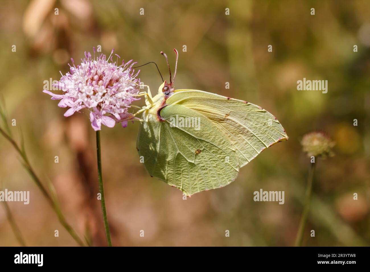 Gonepteryx cleopatra, connue sous le nom de Cleopatra, papillon de Cleopatra (copula) Banque D'Images