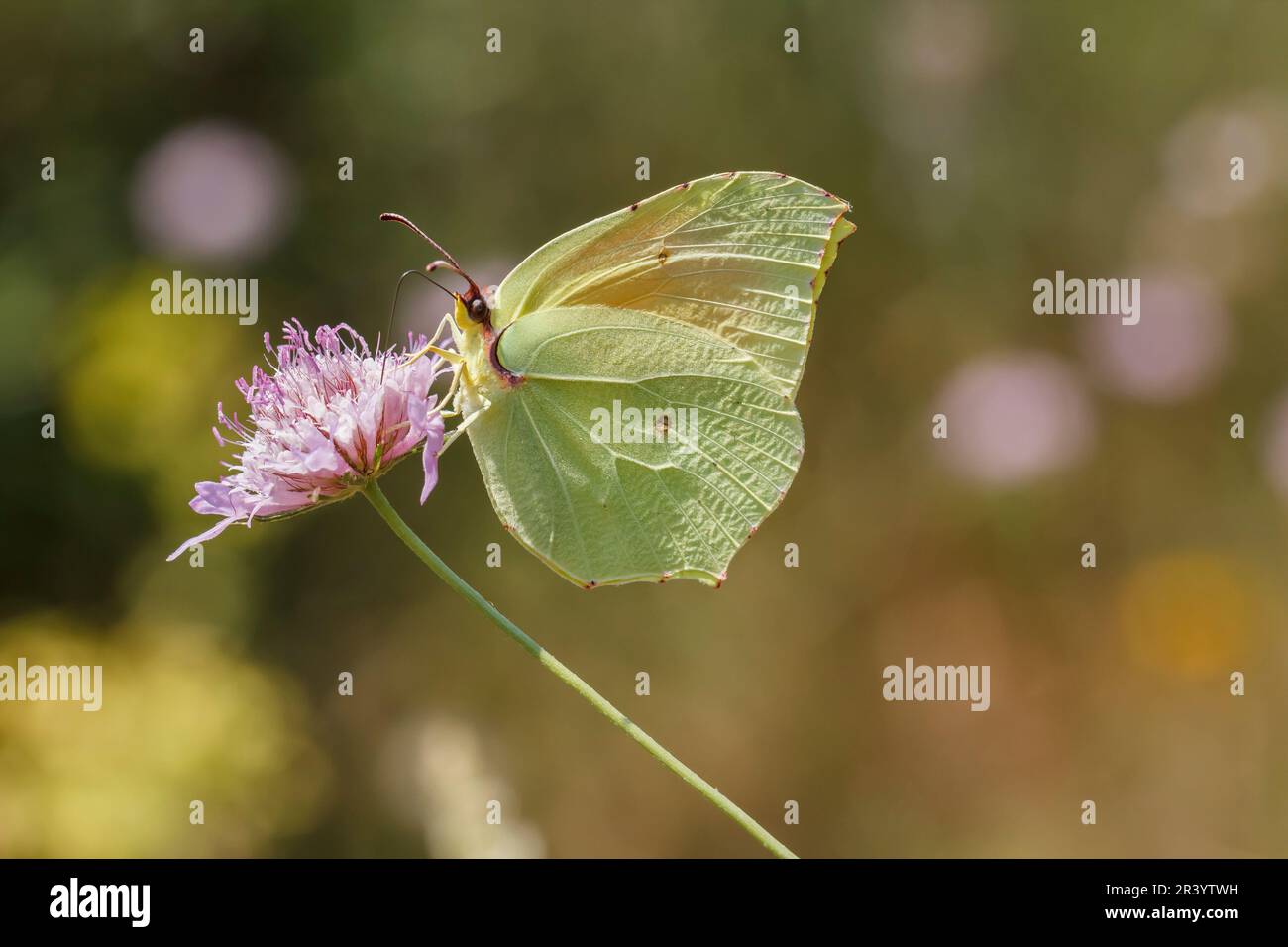 Gonepteryx cleopatra, papillon mâle, connu sous le nom de Cleopatra et de papillon Cleopatra Banque D'Images