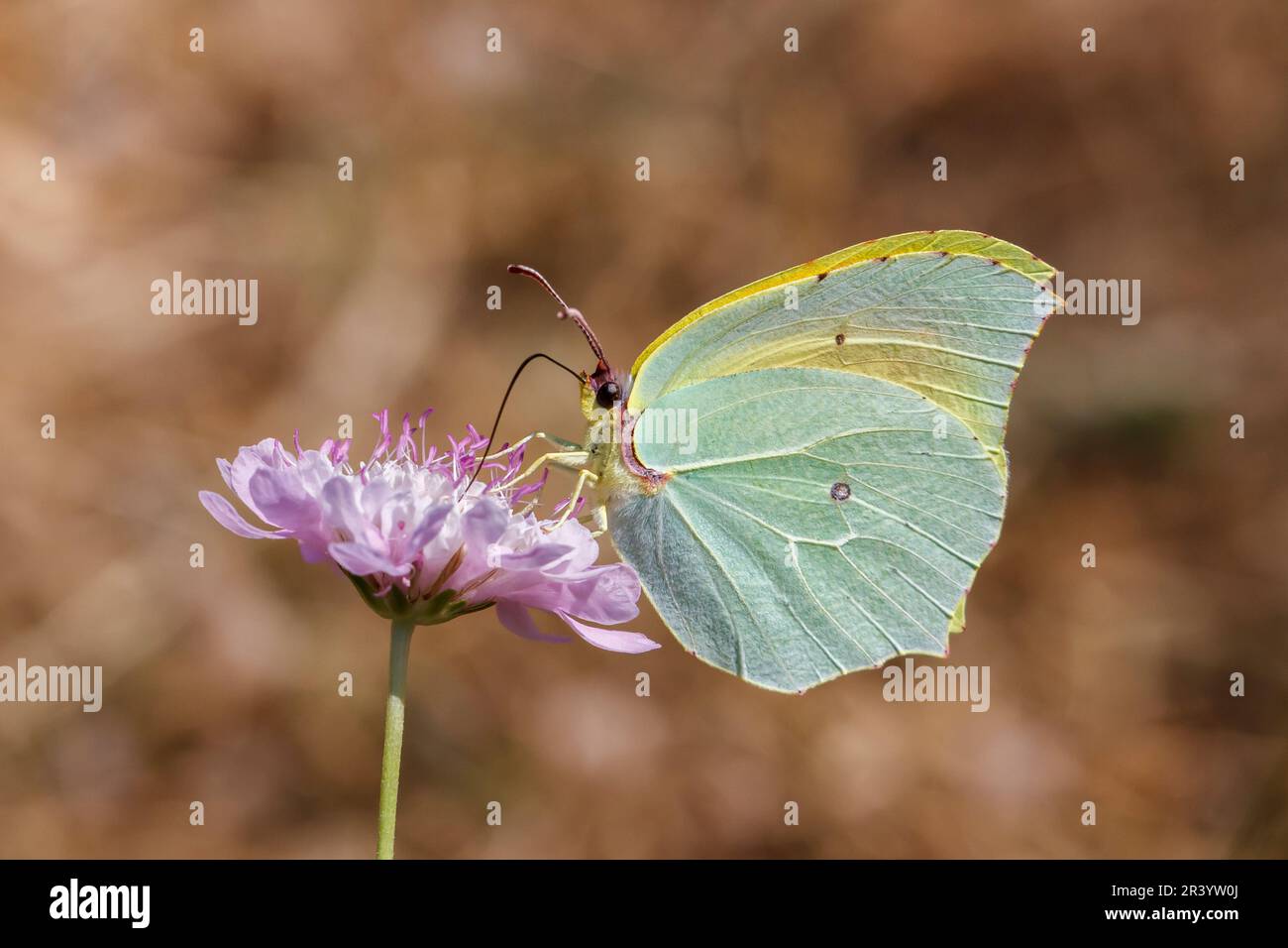 Gonepteryx cleopatra, papillon mâle, connu sous le nom de Cleopatra et de papillon Cleopatra Banque D'Images